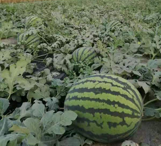 种植基地六