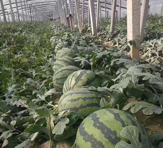 种植基地五