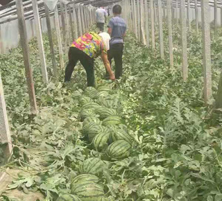 种植基地四