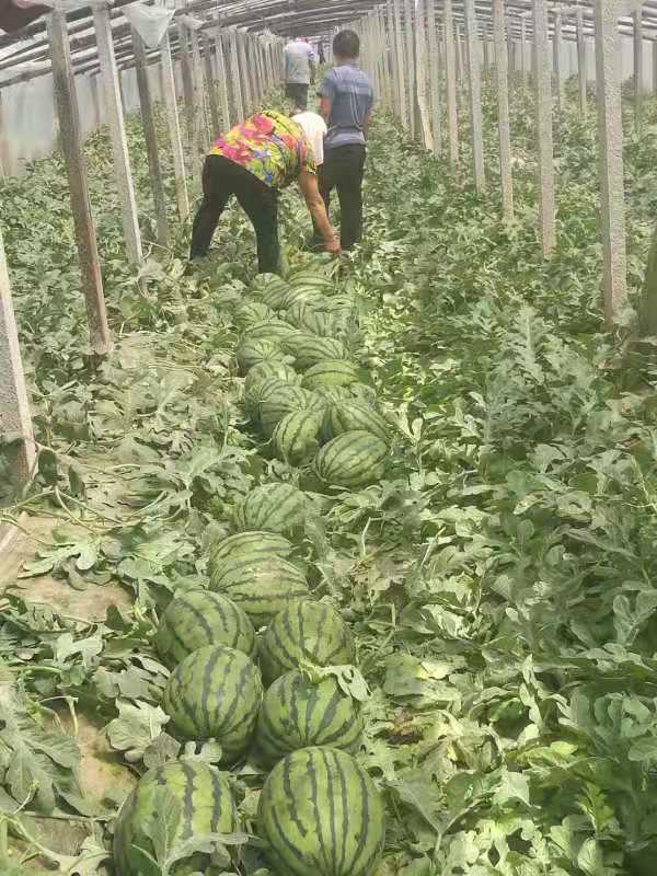 大田西瓜种植的方法